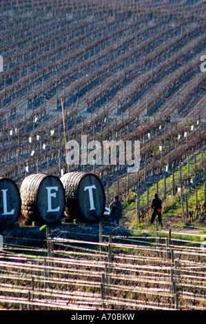 Domaine Gerard Bertrand, Chateau l'Hospitalet. La Clape. Languedoc. Metallo fili di supporto per i vitigni rendendo graphic riflessioni nella vigna. La Francia. L'Europa. Foto Stock