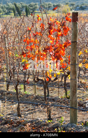 La Clape. Languedoc. Domaine du Mas Soleilla. Vigne addestrati in Cordon royat potatura. Foglie di vite. Il vigneto. Luminosi e vibranti di rosso e di Giallo autunno inverno colori. La Francia. L'Europa. Foto Stock