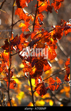 La Clape. Languedoc. Domaine du Mas Soleilla. Vigne addestrati in Cordon caroyat royat potatura. Foglie di vite. Il vigneto. Luminosi e vibranti di rosso e di Giallo autunno inverno colori. La Francia. L'Europa. Foto Stock