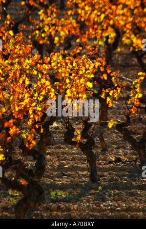 La Clape. Languedoc. Vigne addestrati in Gobelet pruning. Foglie di vite. Vigneto. La Francia. L'Europa. Foto Stock