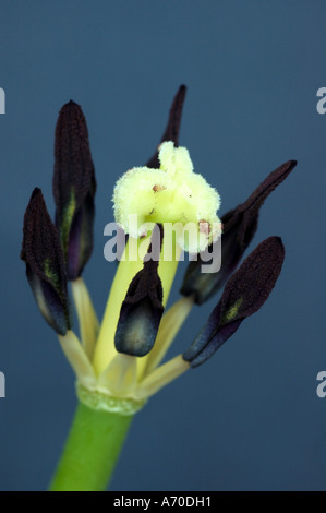 Parti interne di un tulipano fiore Foto Stock