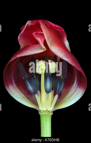 Parti interne di un tulipano fiore Foto Stock