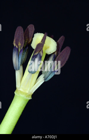 Parti interne di un tulipano fiore Foto Stock