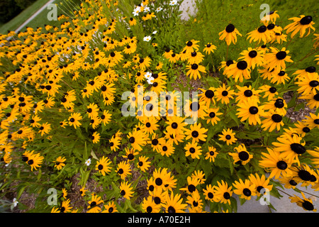 Black Eyed susans (Rudbeckia hirta), il più comune di tutti i fiori selvatici americano,con un paio di margherite, North Carolina, Stati Uniti d'America. Foto Stock
