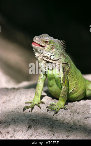 Iguana verde crogiolarsi in sun Foto Stock