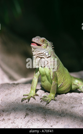 Iguana verde allegro, sfrontato espressione crogiolarsi nella luce solare Foto Stock