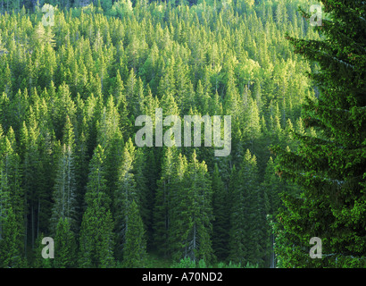 Di latifoglie e sempreverdi foresta in Svezia Foto Stock