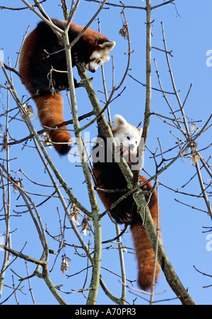 Monaco di Baviera, GER, 28. Ottobre 2005 - Panda rosso (lat. Ailurus fulgens), la foto è stata scattata in zoo Hellabrunn di Monaco di Baviera. Foto Stock