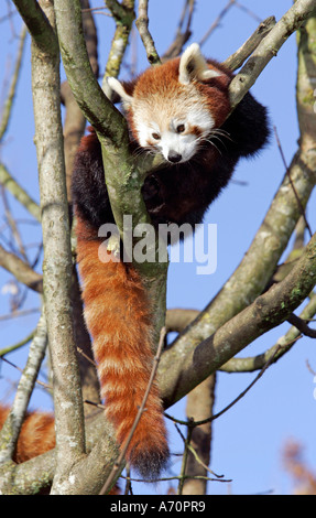 Monaco di Baviera, GER, 28. Ottobre 2005 - Panda rosso (lat. Ailurus fulgens), la foto è stata scattata in zoo Hellabrunn di Monaco di Baviera. Foto Stock