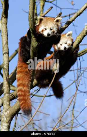 Monaco di Baviera, GER, 28. Ottobre 2005 - Panda rosso (lat. Ailurus fulgens), la foto è stata scattata in zoo Hellabrunn di Monaco di Baviera. Foto Stock