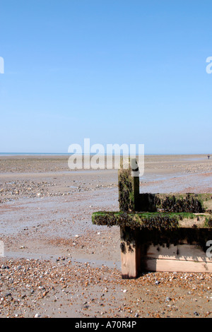 Bladderrack Seaweed (Fucus vesiculosus) coperta Groyne a bassa marea sulla spiaggia del Sussex Foto Stock