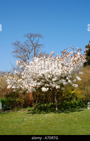White Cherry trees (Prunus Tai Haku) in blossom in English garden Foto Stock