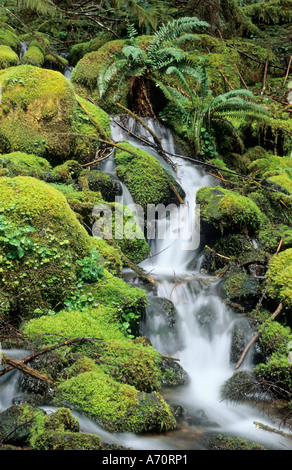 Piccola corrente in esecuzione tramite tamponi di moss nella foresta pluviale temperata, il Parco Nazionale del Monte Rainier, nello Stato di Washington, USA Foto Stock