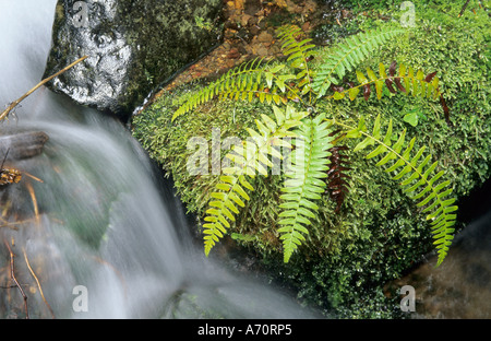 Piccola corrente in esecuzione tramite tamponi di moss nella foresta pluviale temperata, il Parco Nazionale del Monte Rainier, nello Stato di Washington, USA Foto Stock