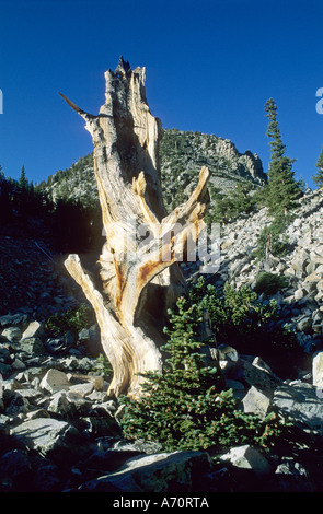 Pino Bristlecone a valle del ghiacciaio, Parco nazionale Great Basin, Nevada, STATI UNITI D'AMERICA Foto Stock