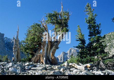 Pino Bristlecone a valle del ghiacciaio, Parco nazionale Great Basin, Nevada, STATI UNITI D'AMERICA Foto Stock