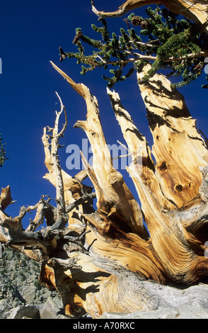 Pino Bristlecone a valle del ghiacciaio, Parco nazionale Great Basin, Nevada, STATI UNITI D'AMERICA Foto Stock