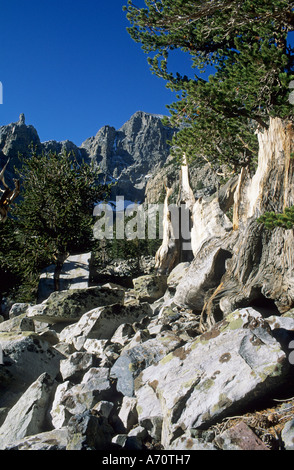 Pino Bristlecone a valle del ghiacciaio, Parco nazionale Great Basin, Nevada, STATI UNITI D'AMERICA Foto Stock