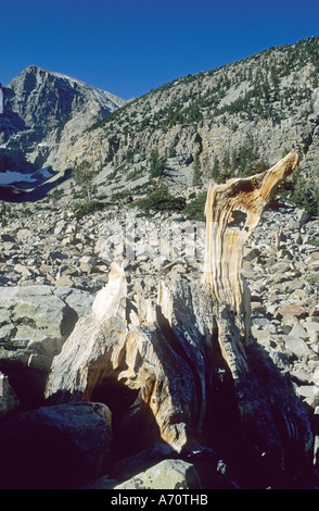 Pino Bristlecone a valle del ghiacciaio, Parco nazionale Great Basin, Nevada, STATI UNITI D'AMERICA Foto Stock