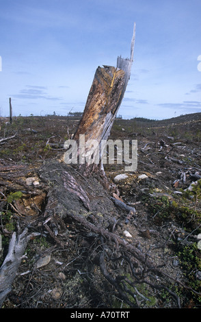 Vasto paesaggio Foresta Borial, Old Growth, clearcut, Logging, deforestazione, nr Karelia, Russia. Foto Stock