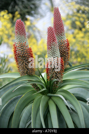 Tilt-Head Aloe aka Slaphoringaalwyn, Aloe speciosa, Asphodelaceae. Sud Africa. Foto Stock