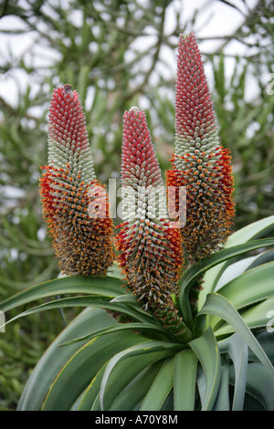 Tilt-Head Aloe aka Slaphoringaalwyn, Aloe speciosa, Asphodelaceae. Sud Africa. Foto Stock