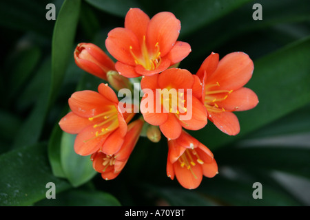 Clivia miniata o Kaffir Lily, Bush Lily, St Johns Lily o Fire Lily, Amaryllidaceae Foto Stock