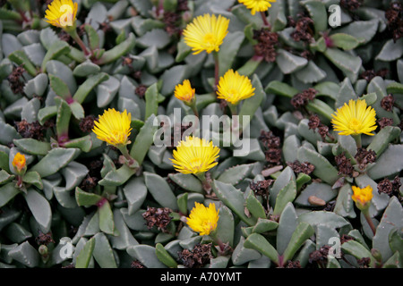 Piante di pietra o erbacce di Carpet, Bijlia Tugwelliae sin. Hereroa Tugwelliae, Aizoaceae Foto Stock