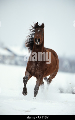 Shagya Arabian Horse - al galoppo nella neve Foto Stock