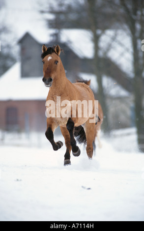 Criollo - cavallo al galoppo nella neve Foto Stock