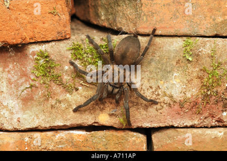 Bird eating spider sulla parete Chaetopelma gracile Foto Stock