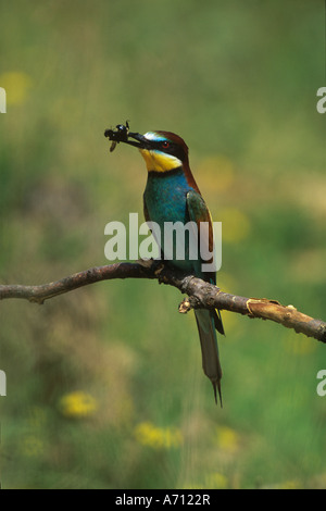 Unione gruccione con bee / Merops apiaster Foto Stock