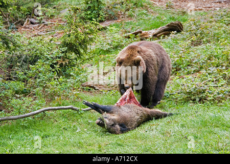 Orso bruno con morti cinghiale / Ursus arctos Foto Stock
