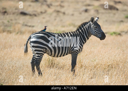 Borse di studio zebra e rullo europea / Equus burchelli Foto Stock