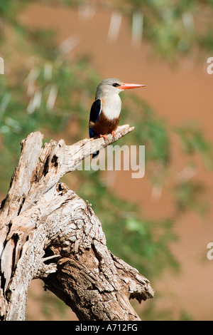 A testa grigia kingfisher - sul ramo / Halcyon leucocephala Foto Stock