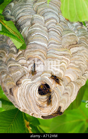 Wasp mediano (Dolichovespula media), il nido in un albero. Germania Foto Stock