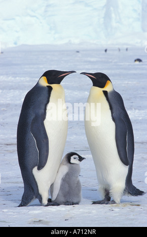 Due pinguini imperatore con cub / Aptenodytes forsteri Foto Stock