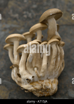 Hon-funghi shimeji - fascia alta Hasselblad 61mb di immagine digitale Foto Stock