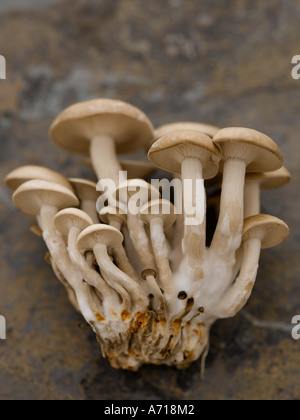 Hon-funghi shimeji sull'ardesia - fascia alta Hasselblad 61mb di immagine digitale Foto Stock