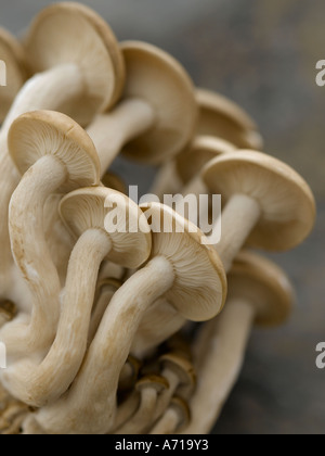 Hon shimeji funghi asiatici shot su Hasselblad pro fotocamera digitale Foto Stock