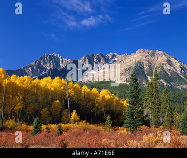 Giallo brillante aspen alberi contrasto con sempreverdi a dente di sega montagne vicino a Stanley Idaho Foto Stock