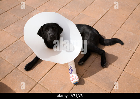 Il Labrador nero cucciolo senza masticare il collare sulla e con la gamba anteriore in cast e ottenere i vostri auguri proprietà rilasciato Foto Stock