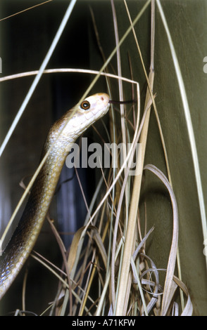 Zoologia / Animali, rettili e serpenti, Taipan, (Oxyuranus scutellatus), dettaglio: testa, distribuzione: Nord Est Australia, Nuova Guin Foto Stock