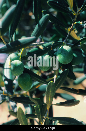 Europa Spagna Cordoba Andalusia Mediterraneo Paese Olivo con olive che maturano sull'albero. Agricoltura spagnola e industria oleicola. Foto Stock