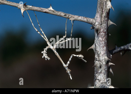 Zoologia / animali, insetti, pregando mantids, Cone Head mantis, (Empusa pennata), seduto sul ramo con dorn, distribuzione: Ovest Foto Stock