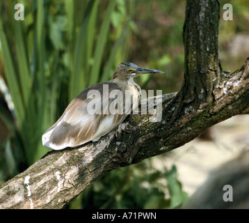 Zoologia / animali, uccelli / uccelli, Sgarza ciuffetto (Ardeola ralloides) seduto sul ramo, distribuzione: Europa, Asia, Africa, ani Foto Stock