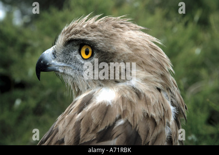 Zoologia / animali, uccelli / uccelli, aquile, corto-toed eagle, (circaetus gallicus), dettaglio: testa, Crau, distribuzione: Sud Eur Foto Stock