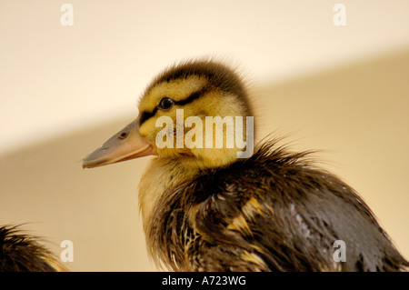 Baby Mallard Duck il nome scientifico di questa specie di anatra è Anas platyrhynchos platyrhynchos Foto Stock