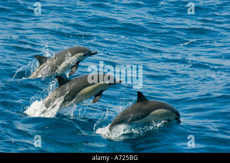 A lungo becco delfini comuni (Delphinus capensis) Mare di Cortes, Baja California, Messico Foto Stock