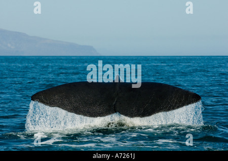 Sperma balena immersioni (Physeter macrocephalus) Mare di Cortes, Baja California, Messico Foto Stock